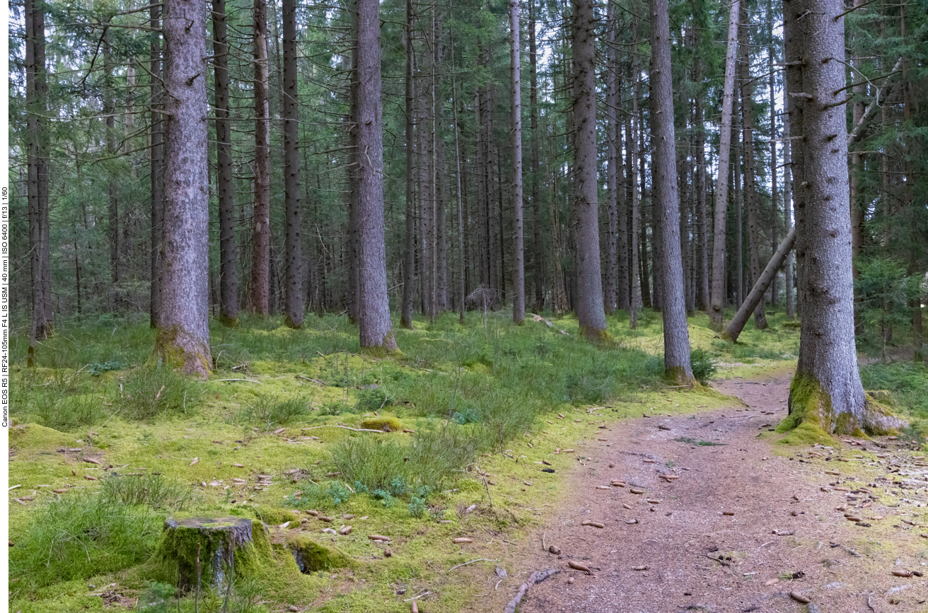 Wieder geht es ein Stück durch den Wald