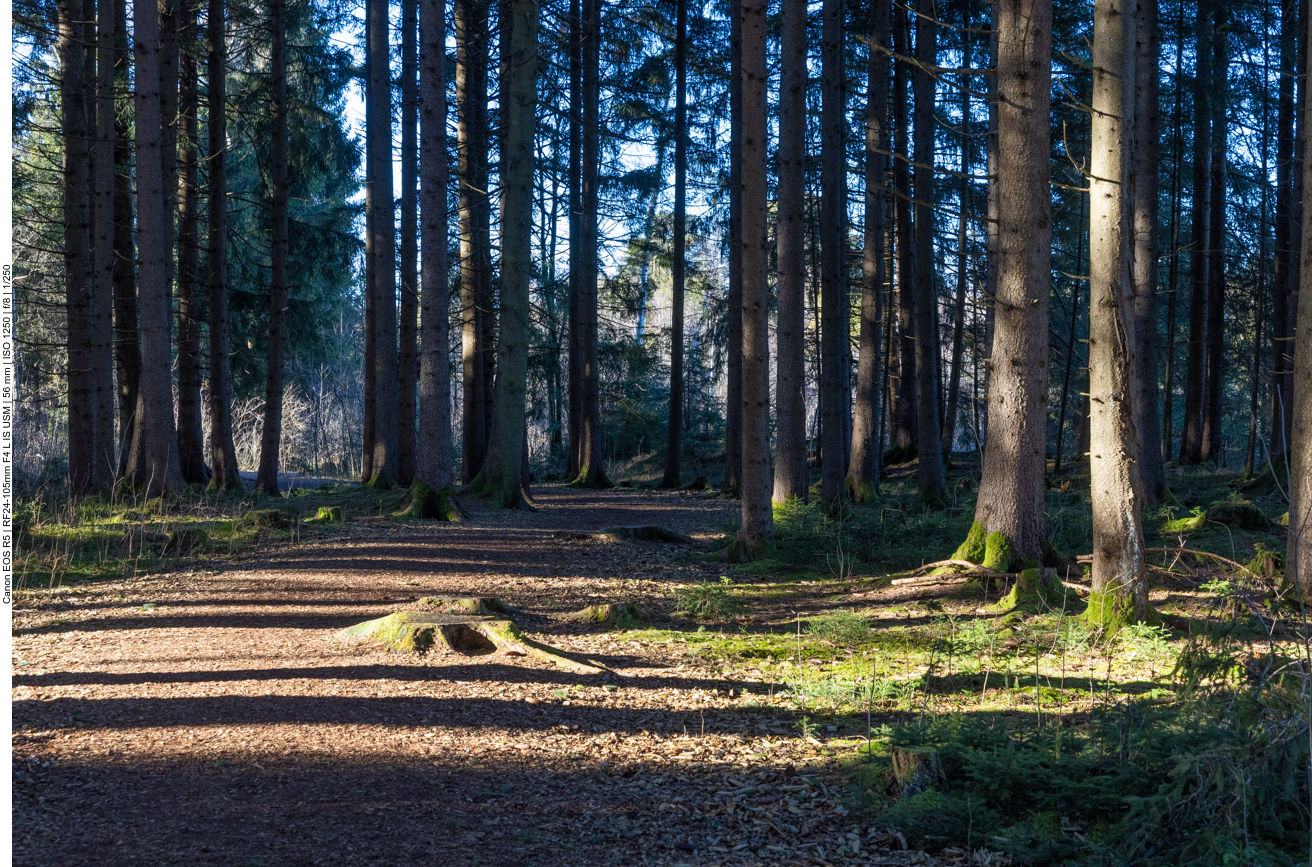 Auf dem Weg ins Moos