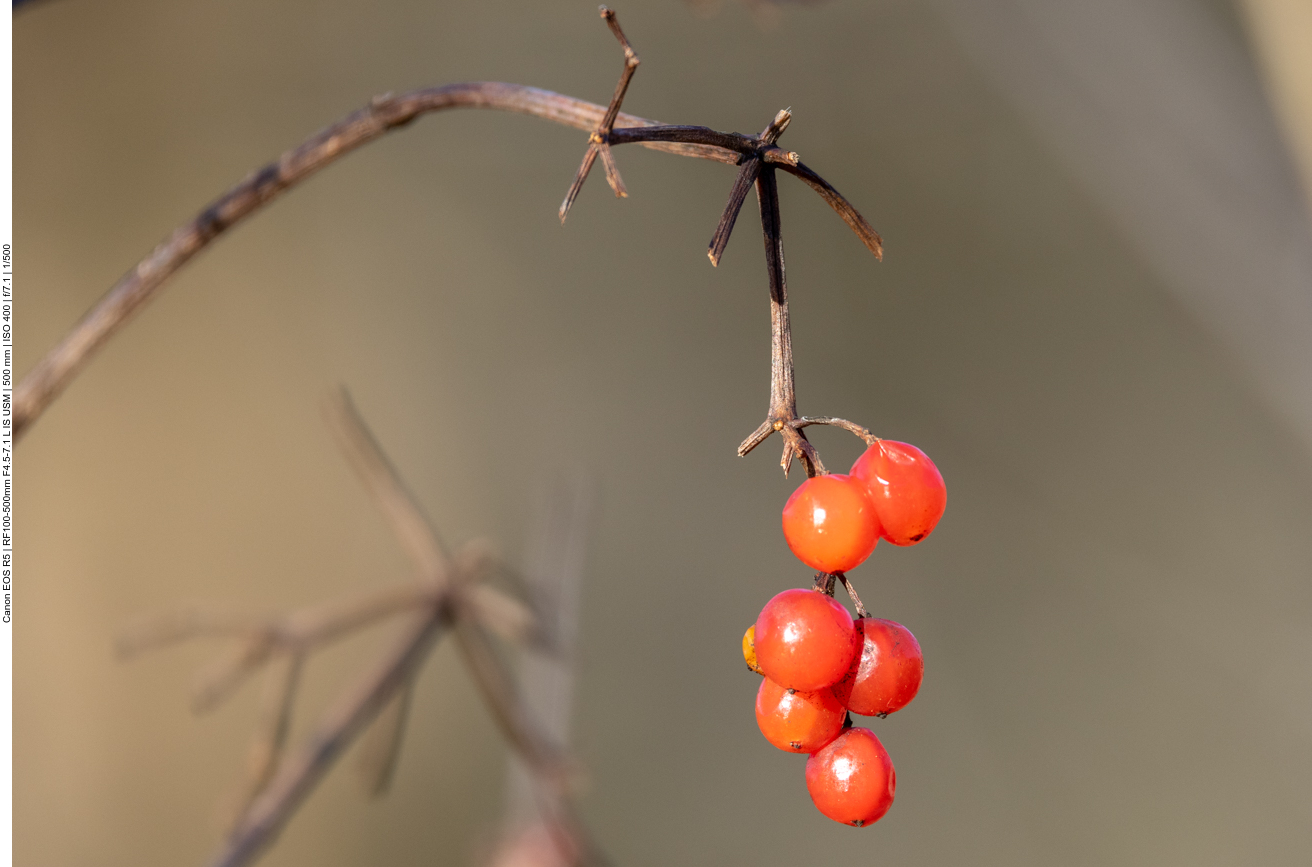 Gew&ouml;hnlicher Schneeball [Viburnum opulus]