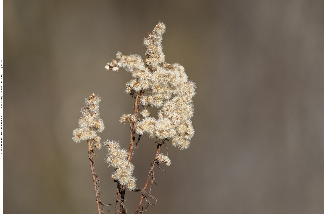 Kanadische Goldrute [Solidago canadensis]