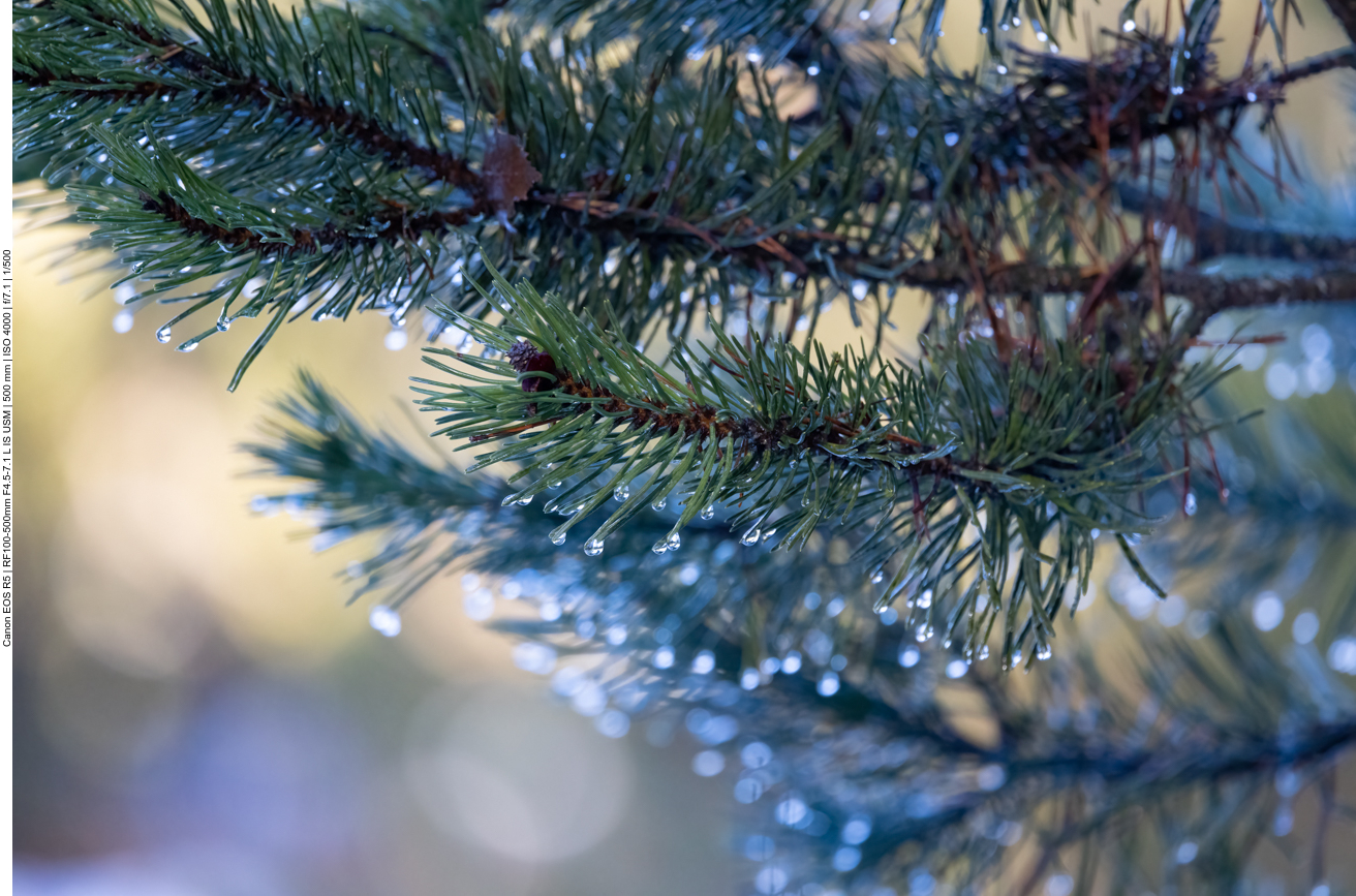 Wassertropfen am Nadelbaum