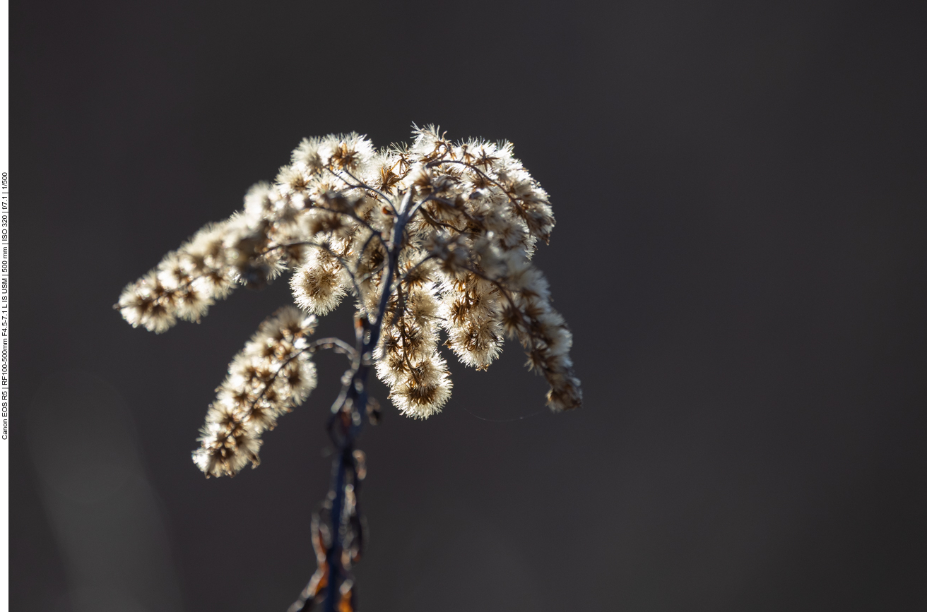 Kanadische Goldrute [Solidago canadensis]