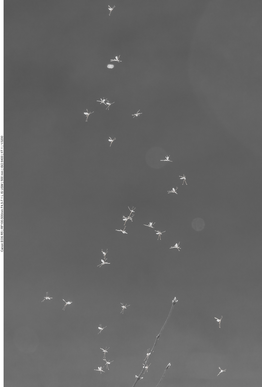 Schw&auml;rmende Eintagsfliegen