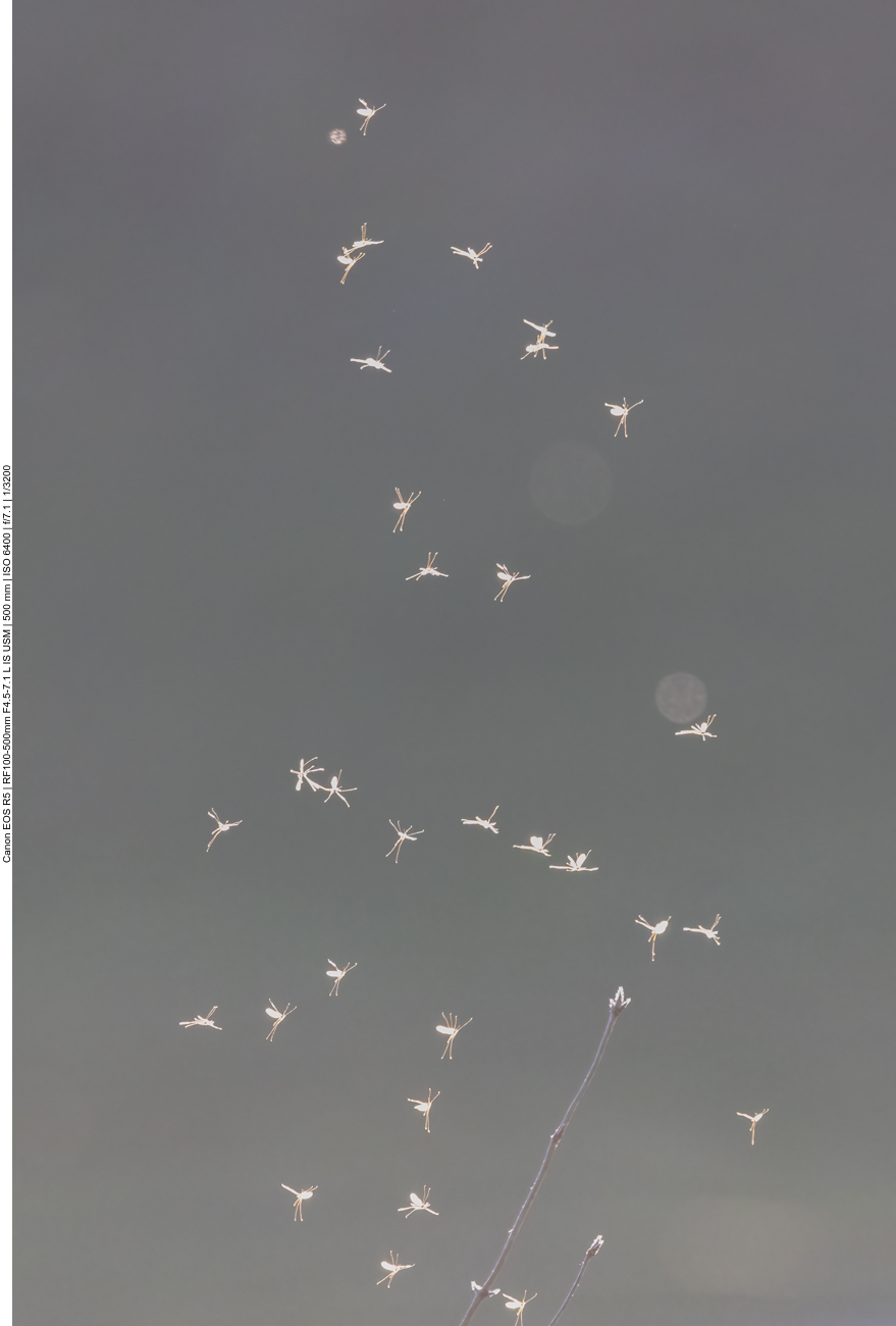 Schw&auml;rmende Eintagsfliegen