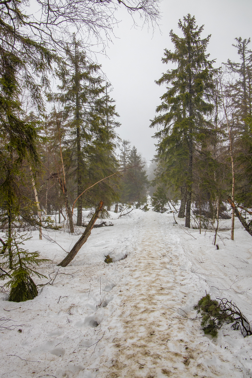 Auf dem Weg zum Hohlohturm