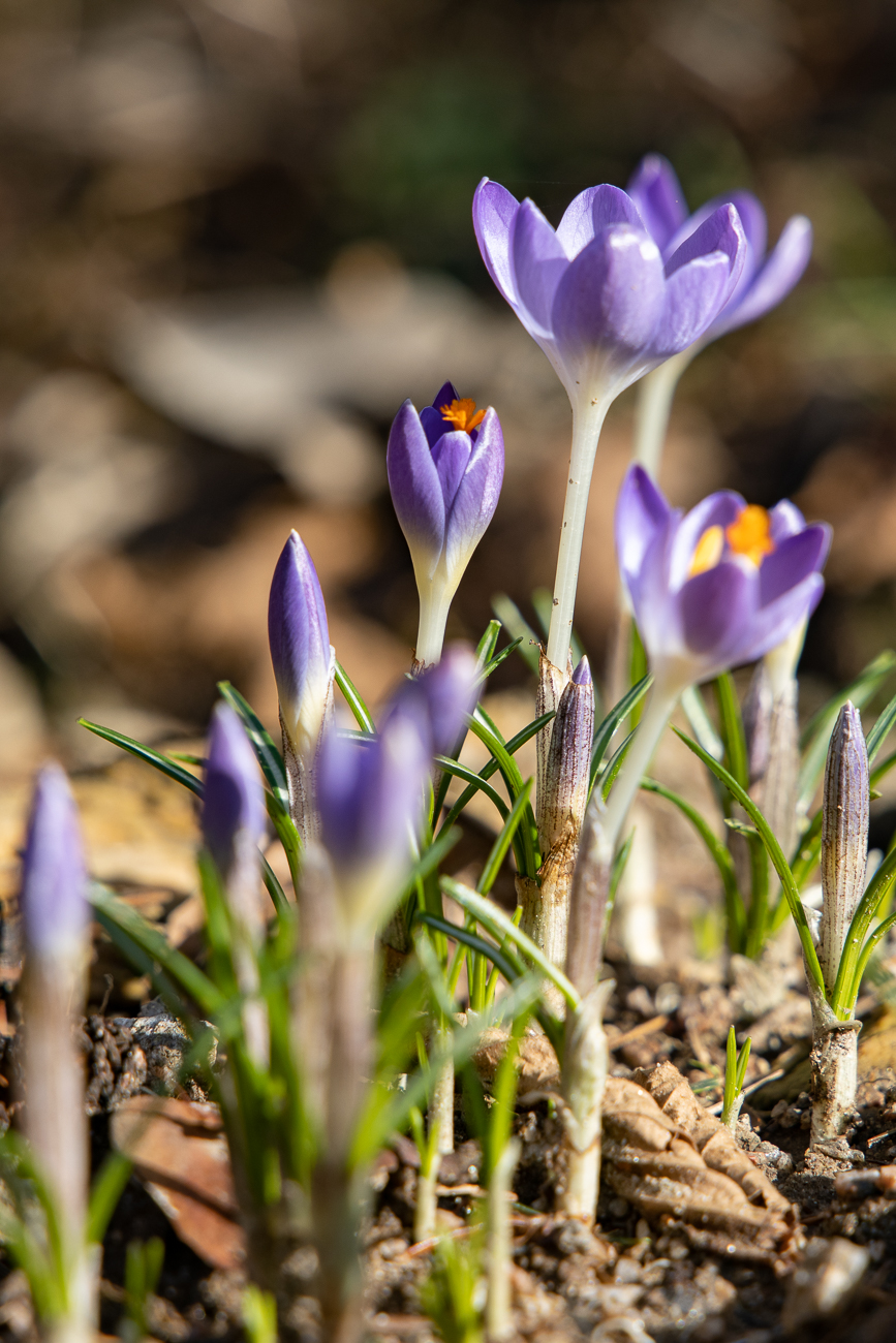Krokusse