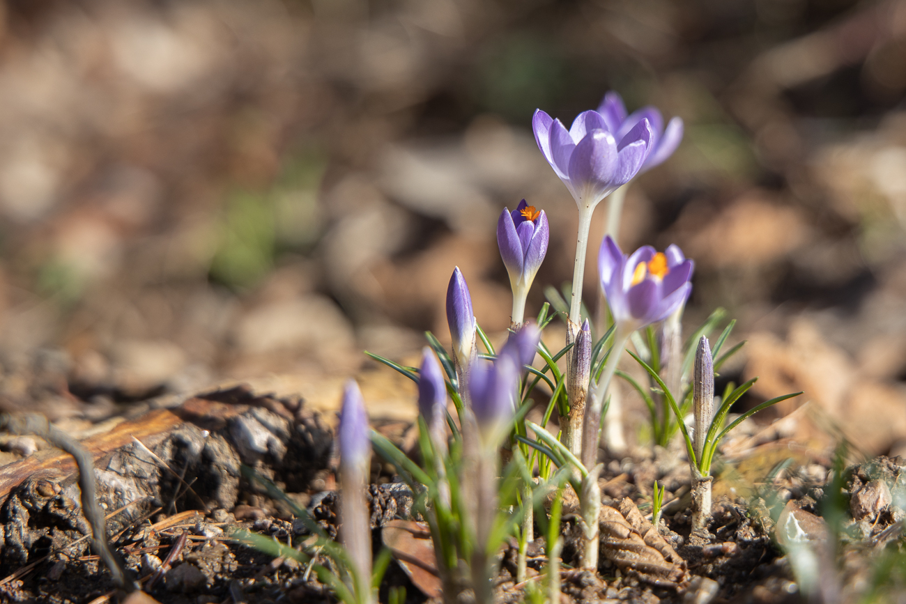 Krokusse
