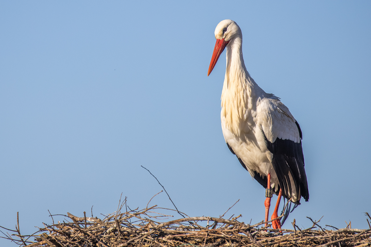 Weißstorch