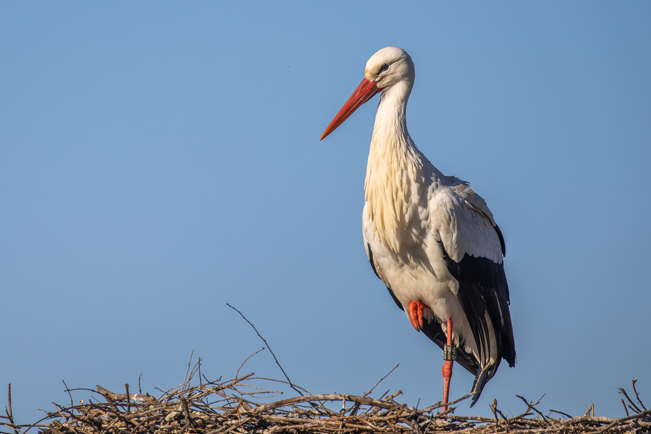 Weißstorch