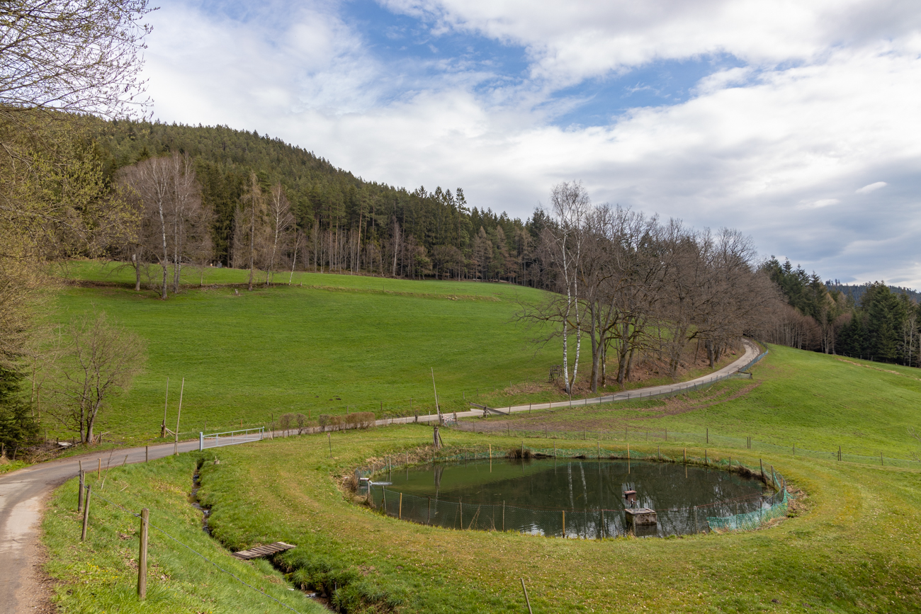 Kleiner Teich am Wegesrand