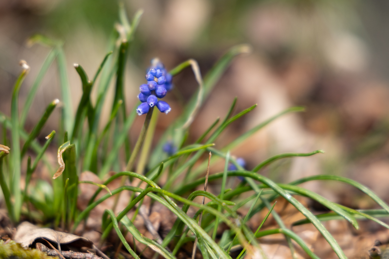 Traubenhyazinthe [Muscari]