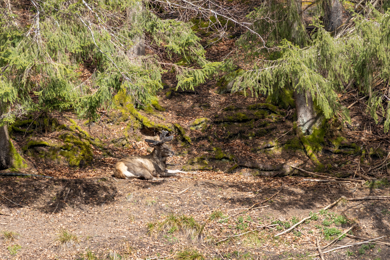 Am Wildgehege Ailwald