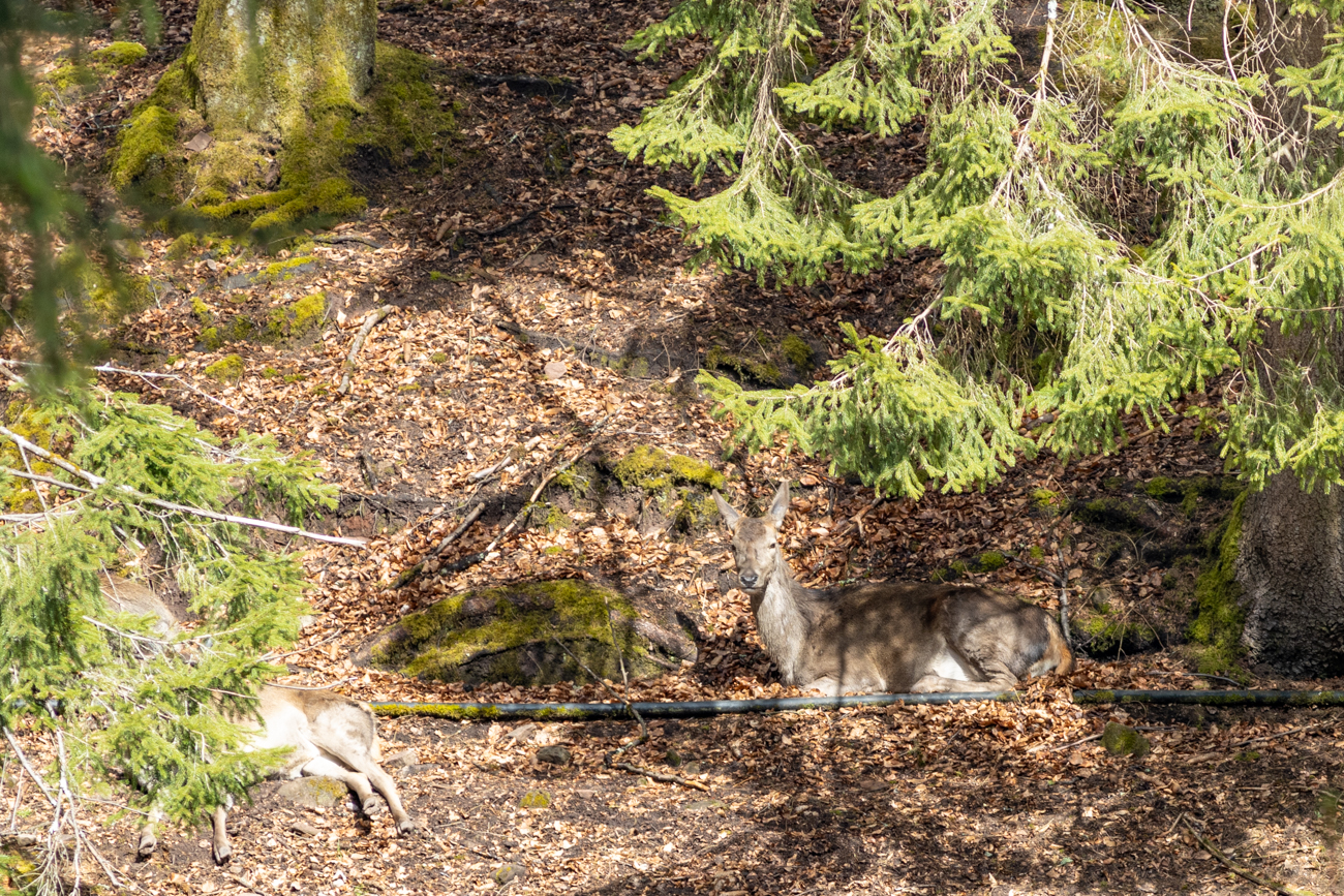 Das Rotwild liegt im Halbschatten ...