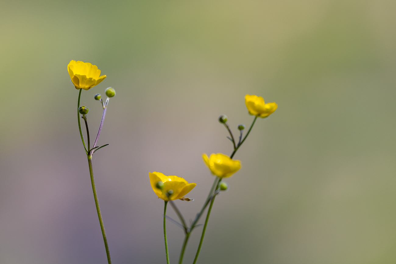 Scharfer Hahnenfuß [Ranunculus acris]