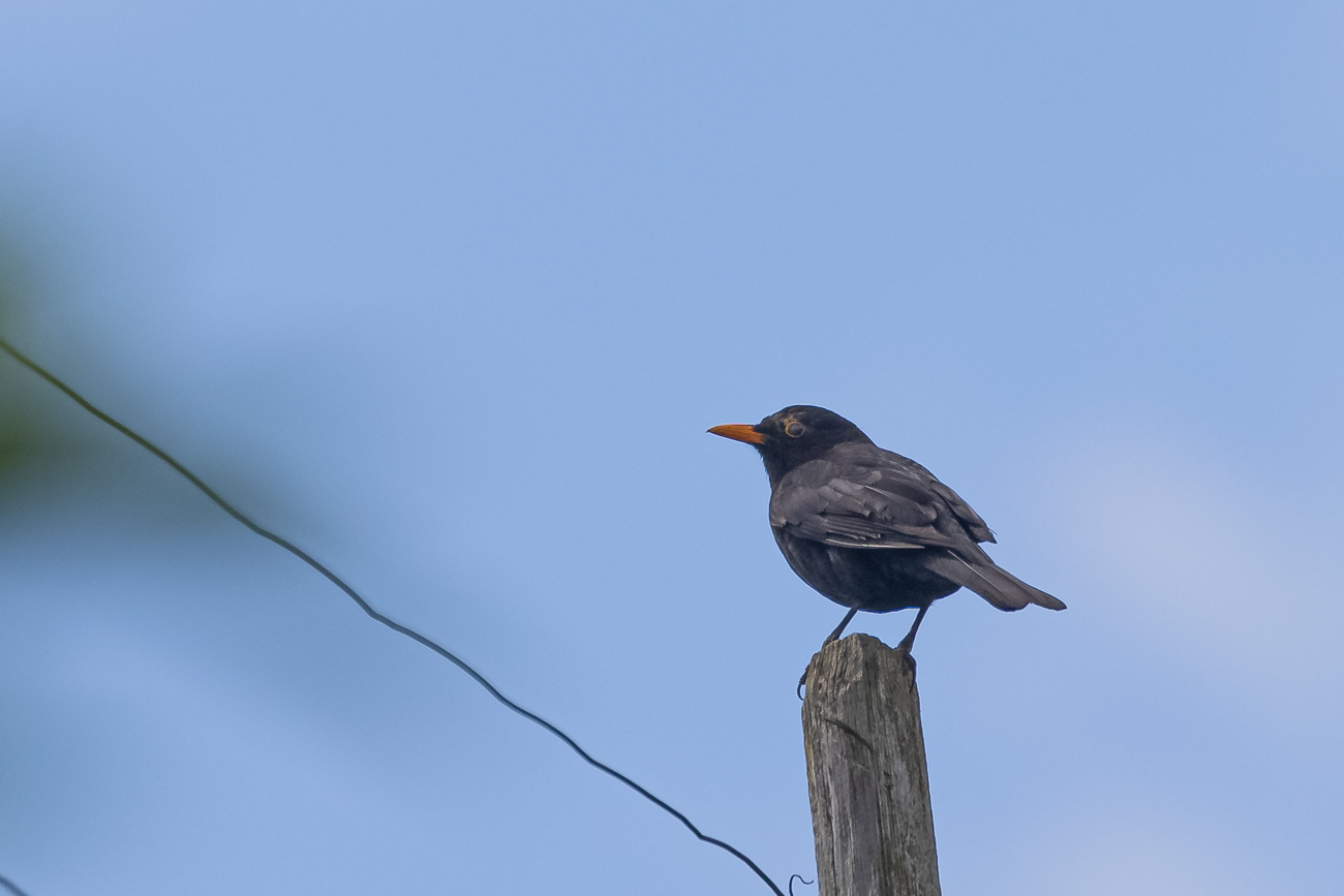 Amsel
