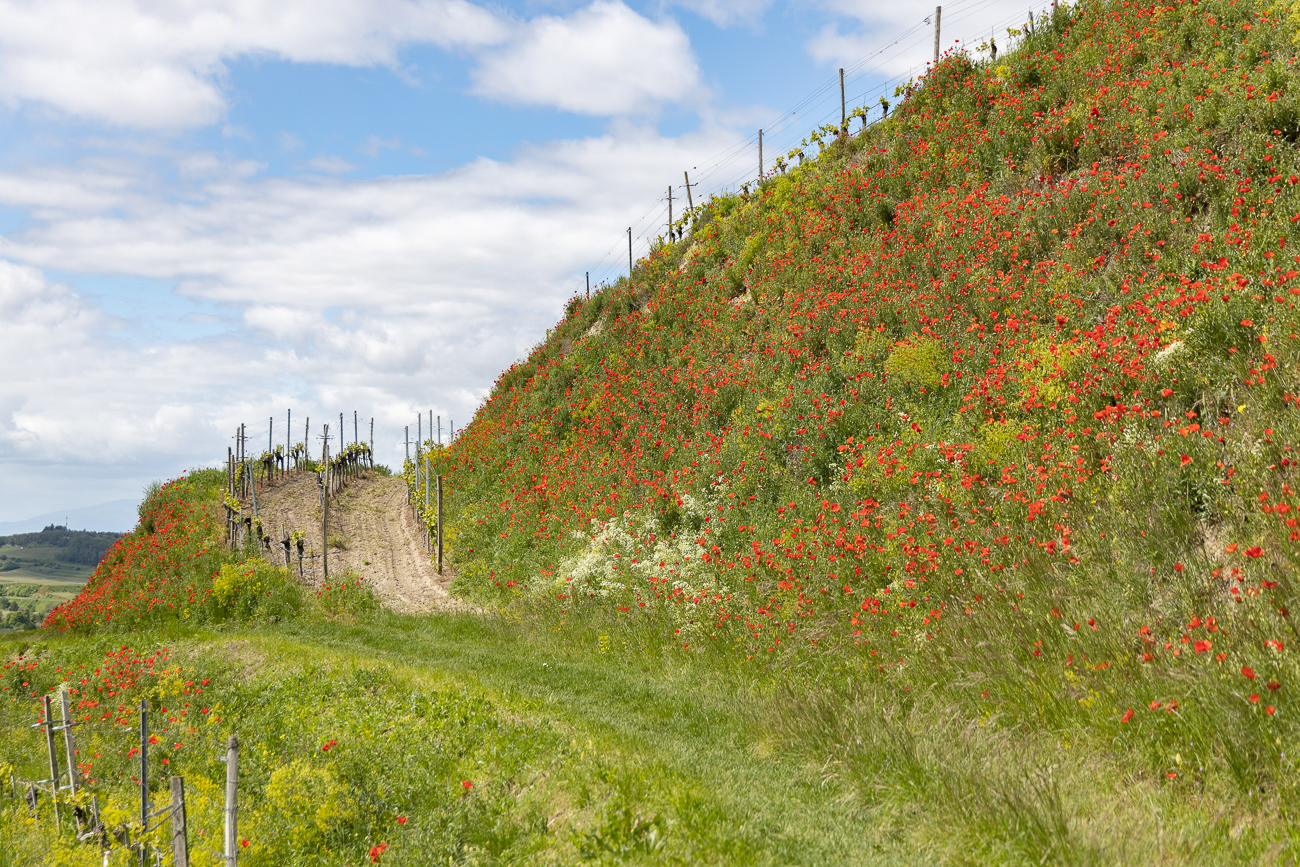 Ob wir bei den Bergen von Mohn ...