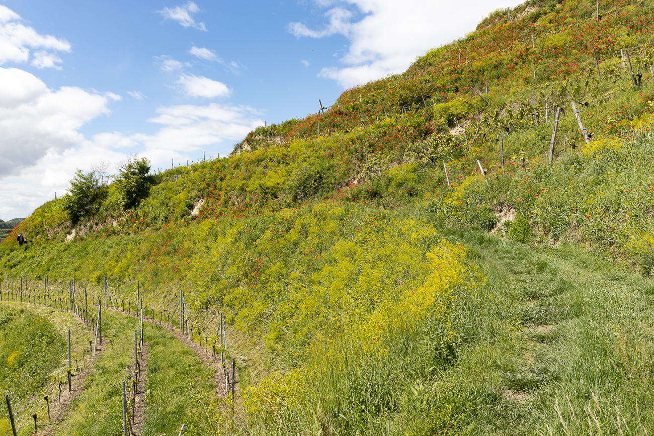 Wein und Mohn