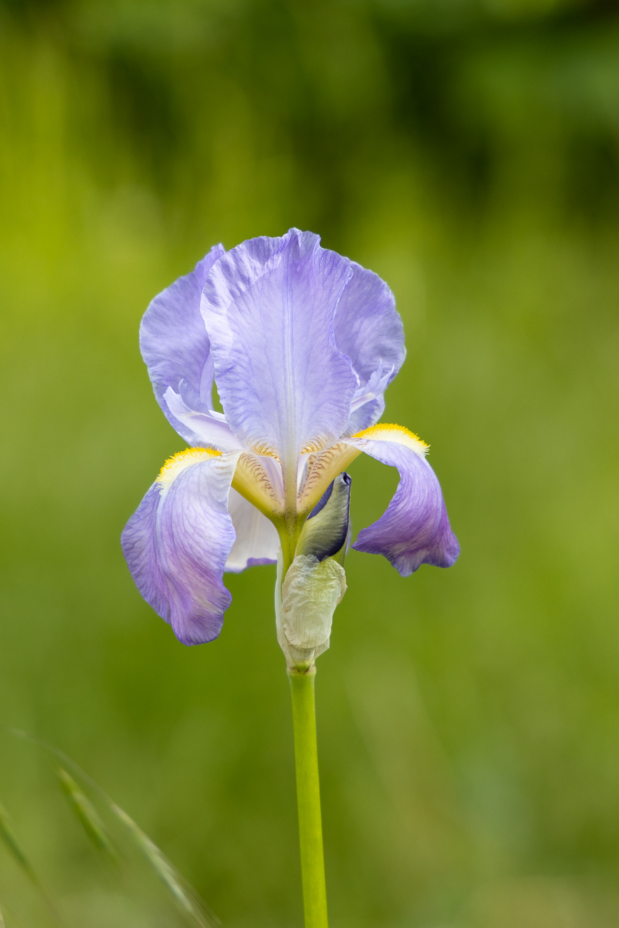 Bleiche Schwertlilie [Iris pallida], auch Blasse Schwertlilie genannt