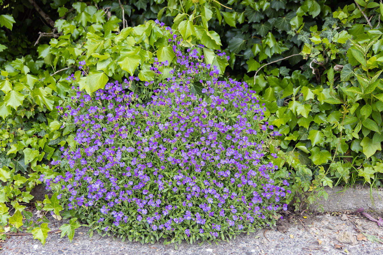 Griechisches Blaukissen [Aubrieta deltoidea]