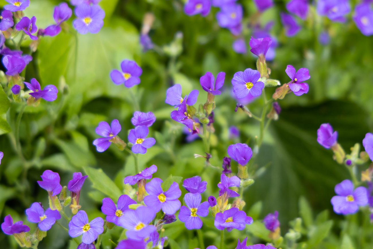 Griechisches Blaukissen [Aubrieta deltoidea]