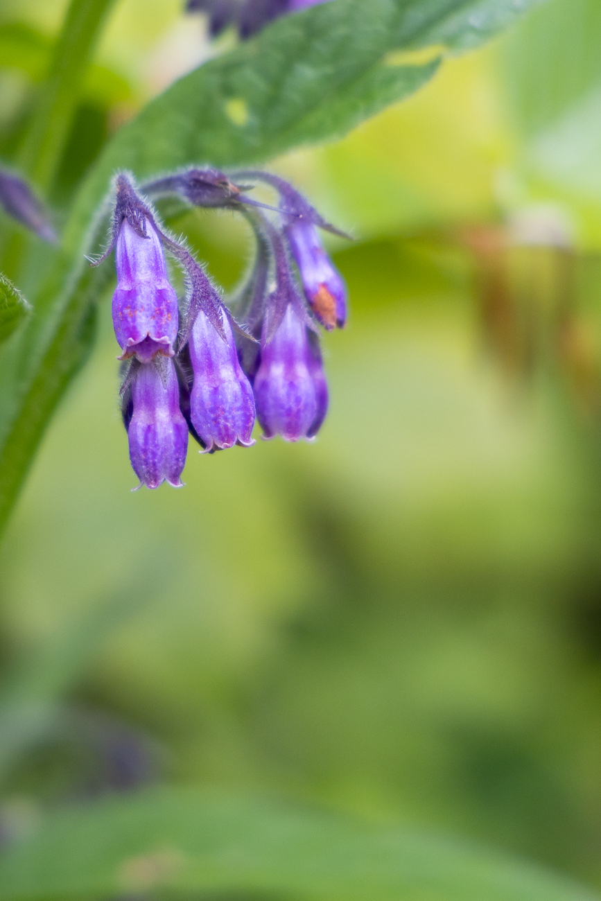 Echter Beinwell [Symphytum officinale] auch Arznei-Beinwell genannt