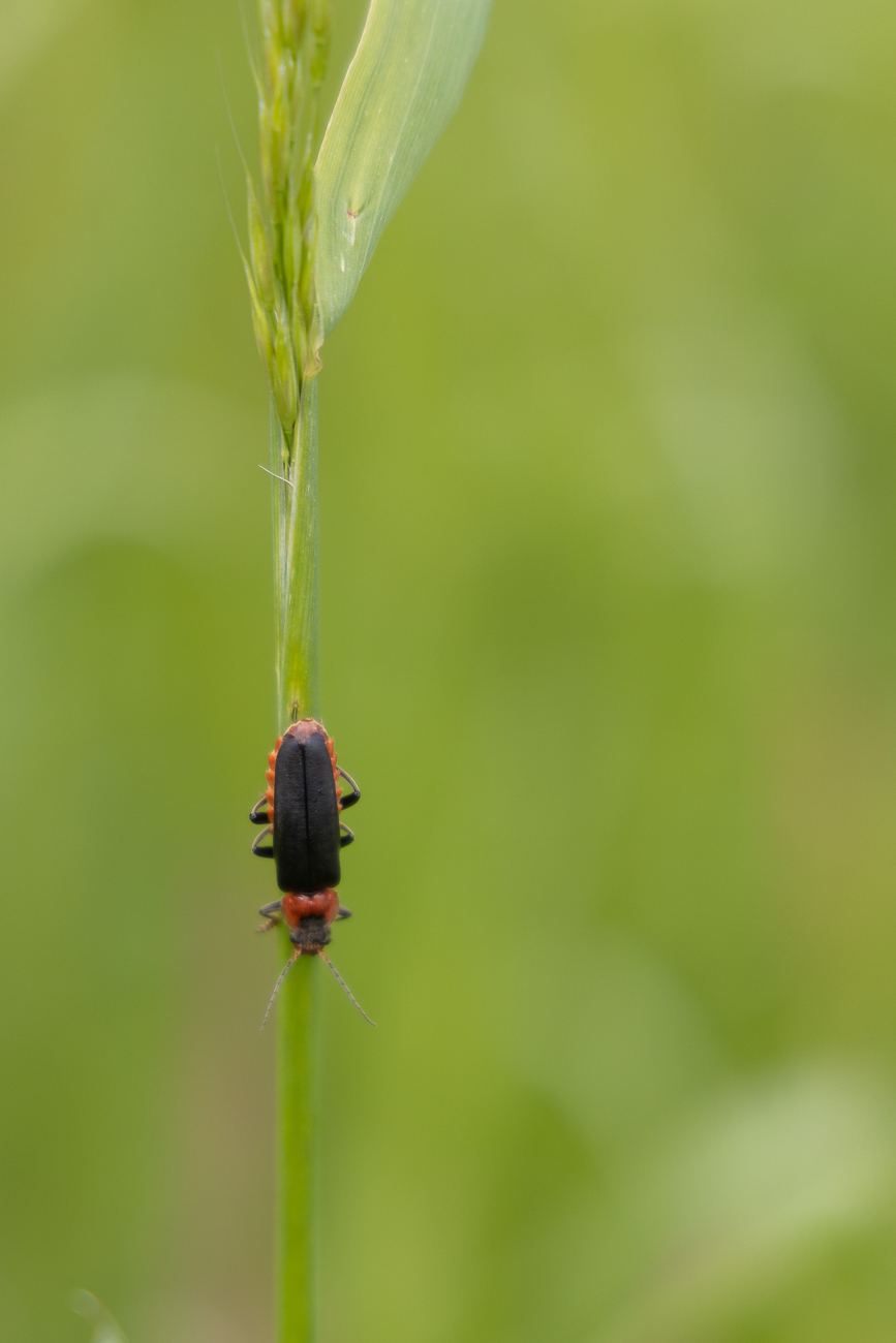 Käfer am Halm