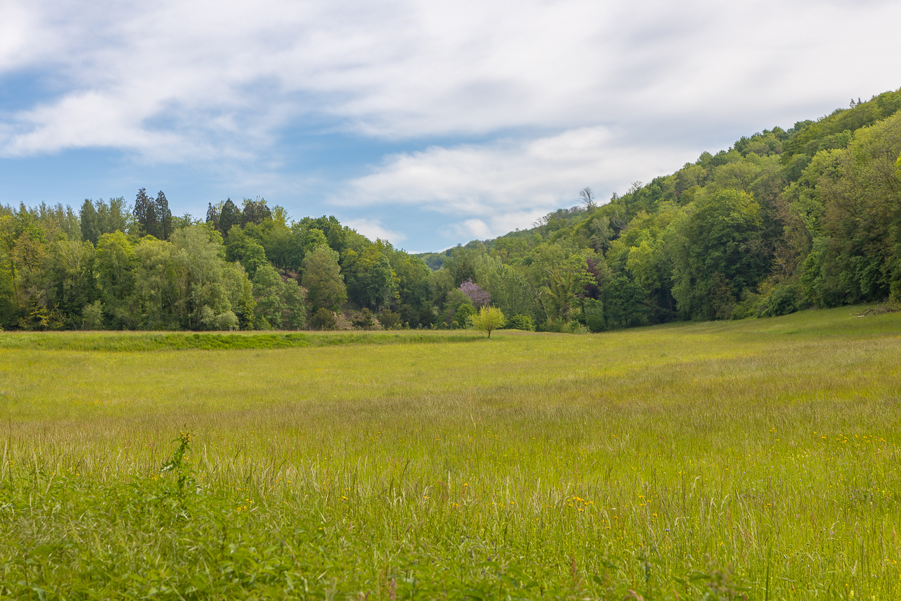 Waldgesäumte Wiese