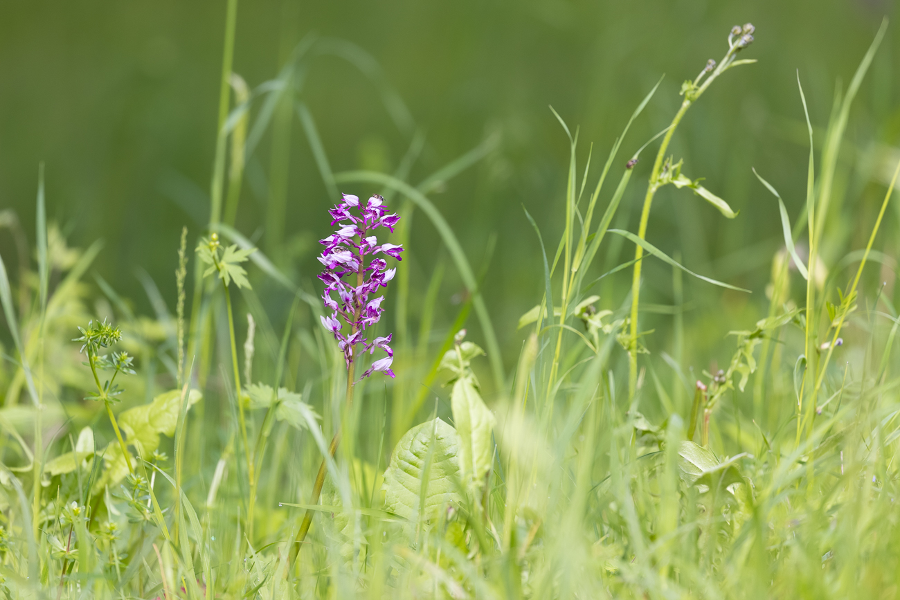 Helm-Knabenkraut [Orchis militaris] (Familie der Orchideengewächse)