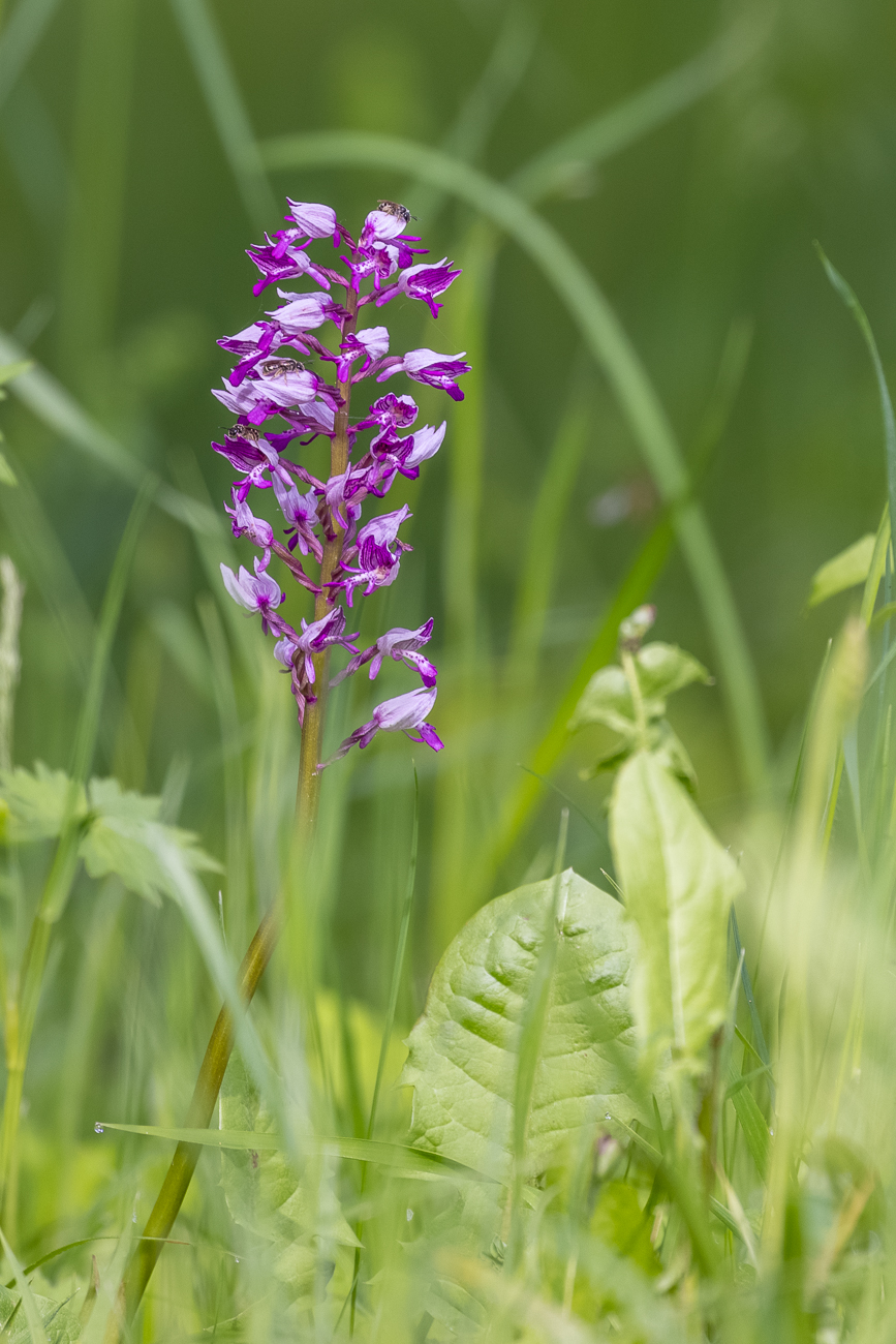 Helm-Knabenkraut [Orchis militaris] (Familie der Orchideengewächse)
