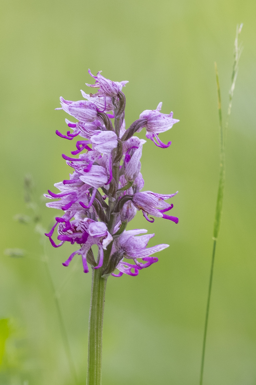 Affen-Knabenkraut [Orchis simia] (Familie der Orchideengewächse)