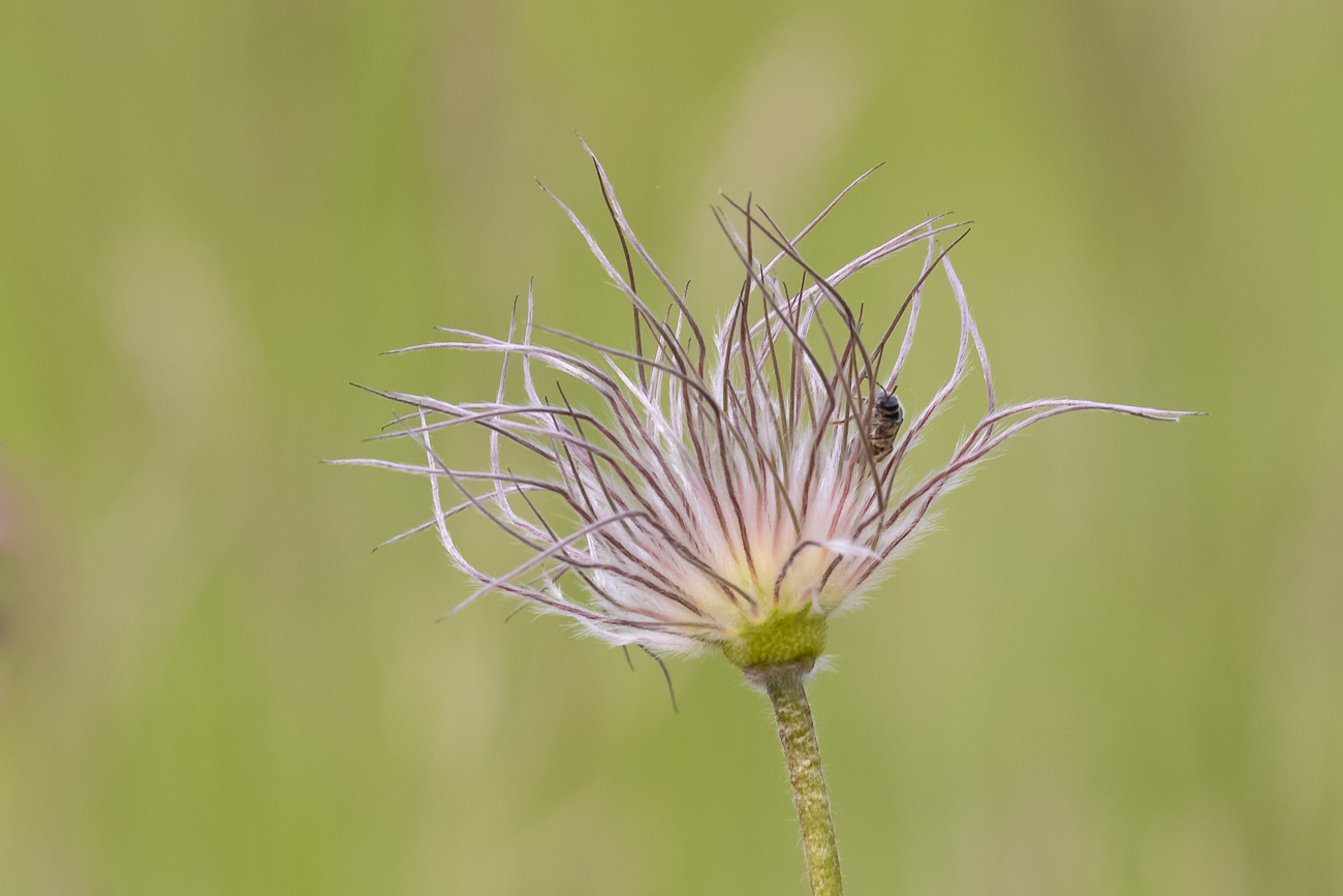 Gewöhnliche Kuhschelle [Pulsatilla vulgaris] mit Gast
