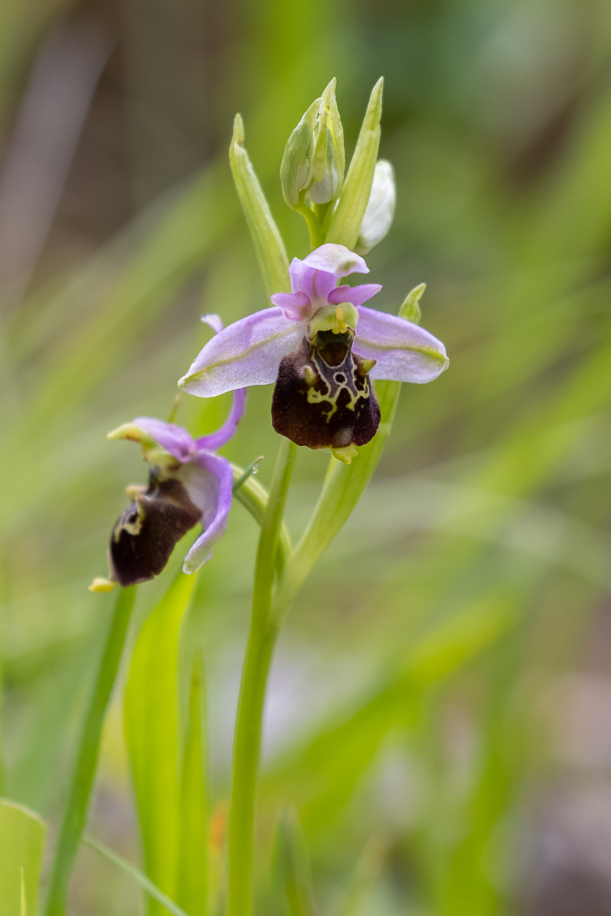 Hummel-Ragwurz [Ophrys holoserica] (Familie der Orchideengewächse)