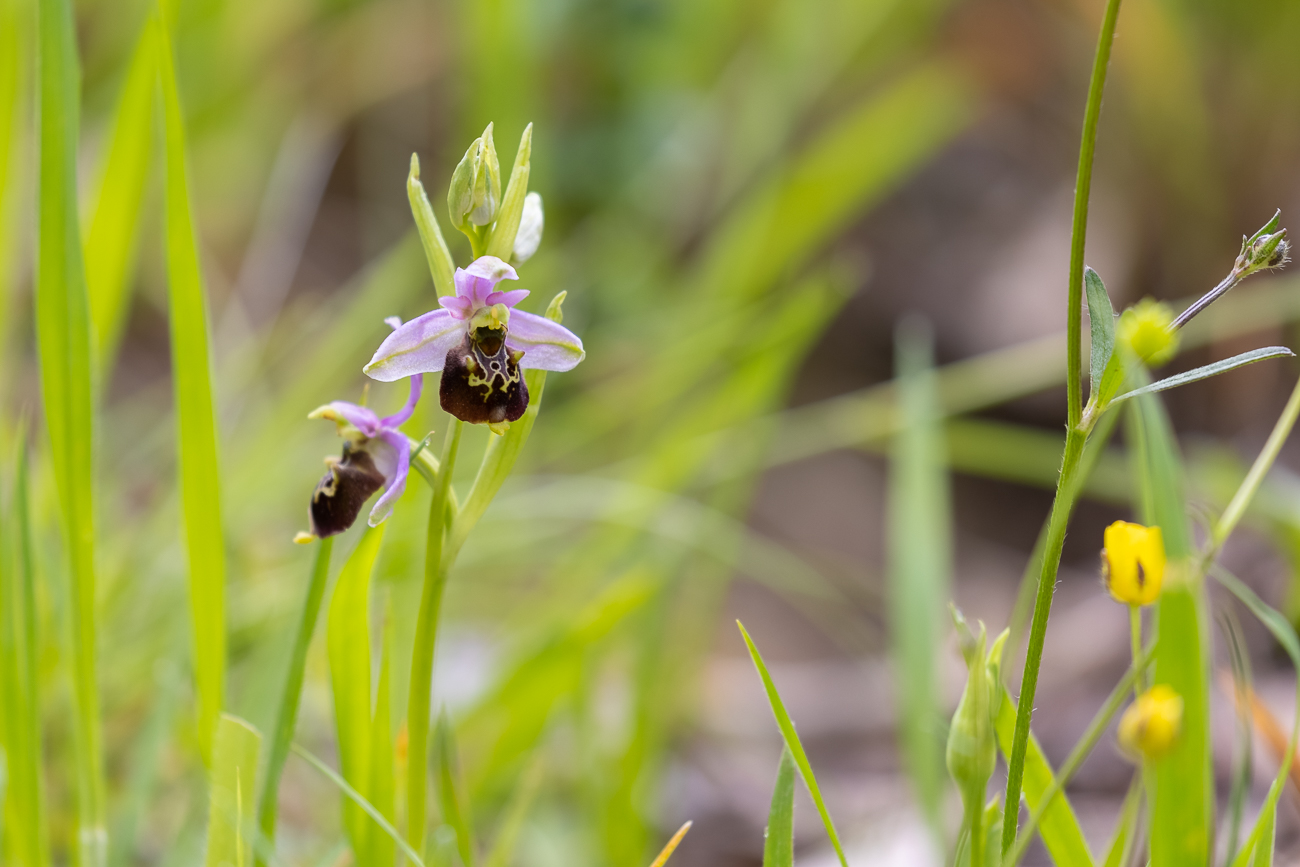 Hummel-Ragwurz [Ophrys holoserica] (Familie der Orchideengewächse)