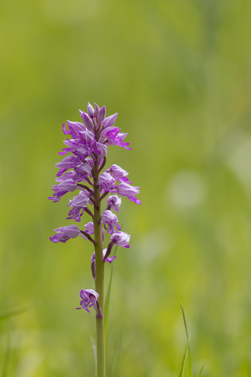Helm-Knabenkraut [Orchis militaris] (Familie der Orchideengewächse)