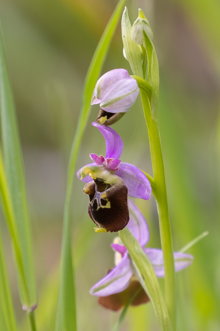 Hummel-Ragwurz [Ophrys holoserica] (Familie der Orchideengewächse)