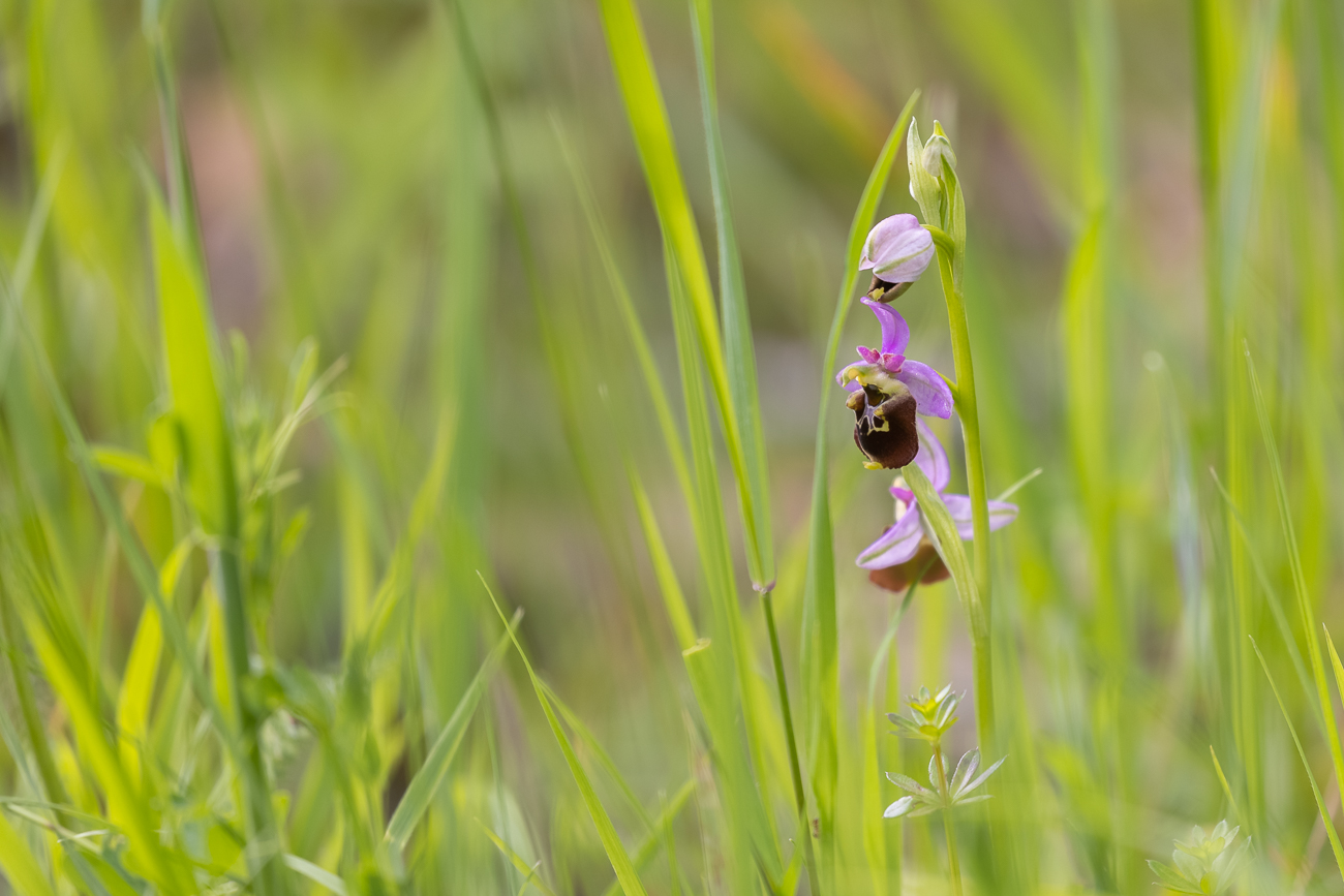 Hummel-Ragwurz [Ophrys holoserica] (Familie der Orchideengewächse)
