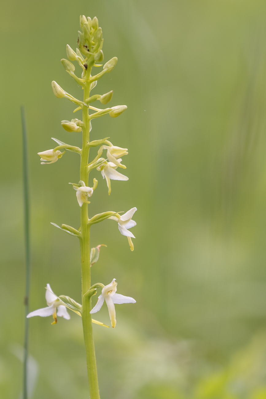 Zweiblättrige Waldhyazinthe [Platanthera bifolia] (Familie der Orchideengewächse)