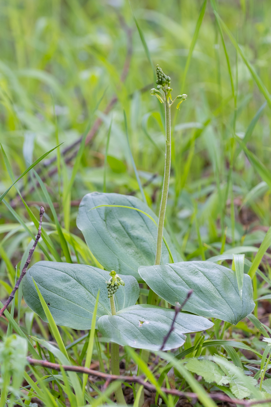 Großes Zweiblatt [Neottia ovata] (Familie der Orchideengewächse)
