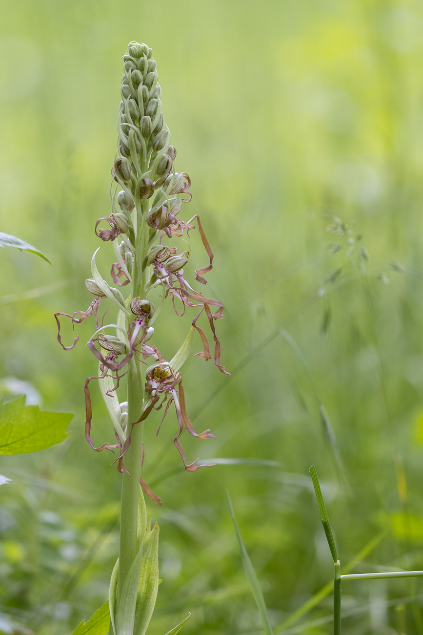 Bocks-Riemenzunge [Himantoglossum hircinum] (Familie der Orchideengewächse)