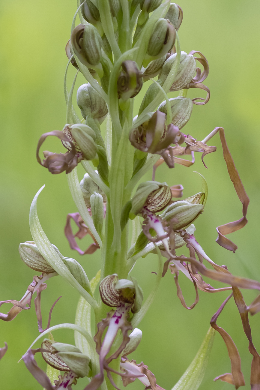 Bocks-Riemenzunge [Himantoglossum hircinum] (Familie der Orchideengewächse)