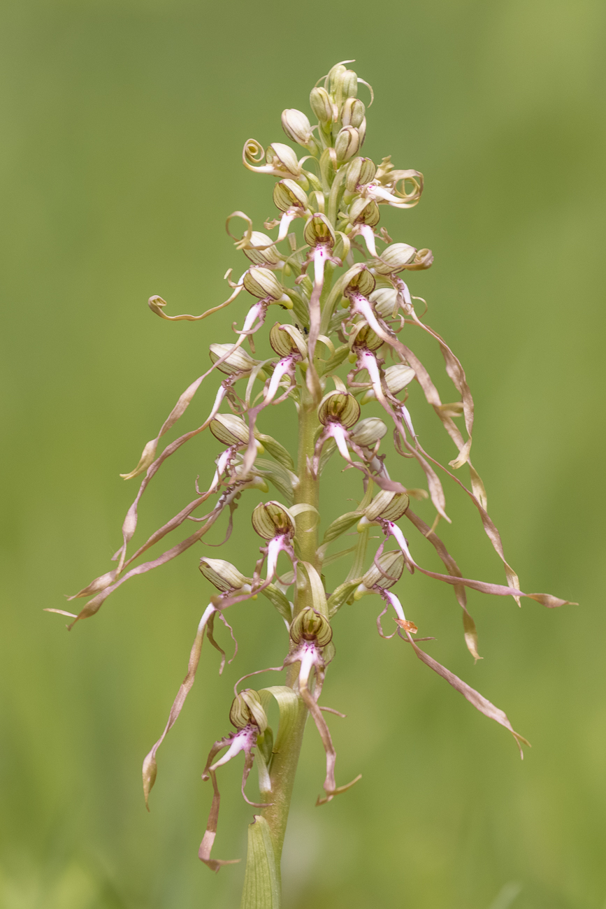 Bocks-Riemenzunge [Himantoglossum hircinum] (Familie der Orchideengewächse)