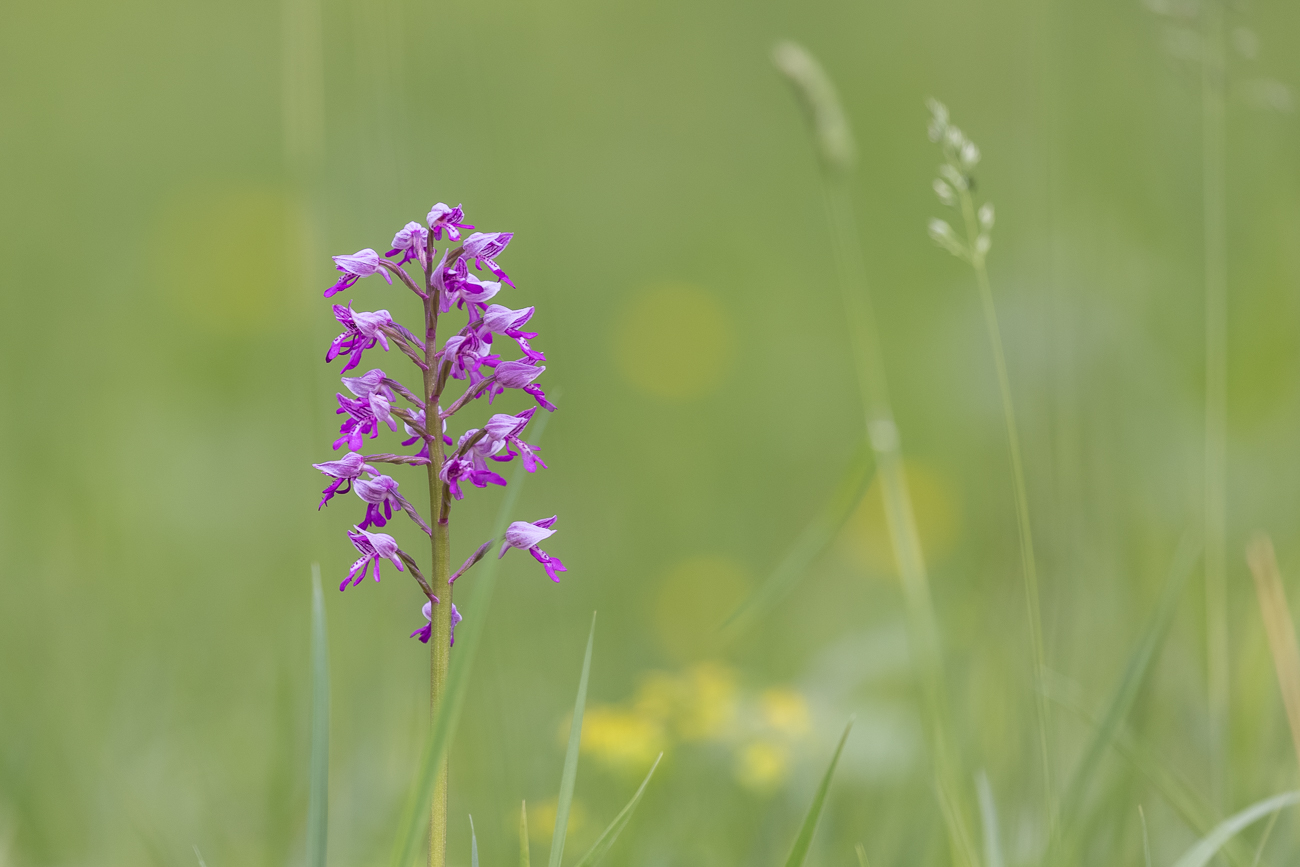 Helm-Knabenkraut [Orchis militaris] (Familie der Orchideengewächse)