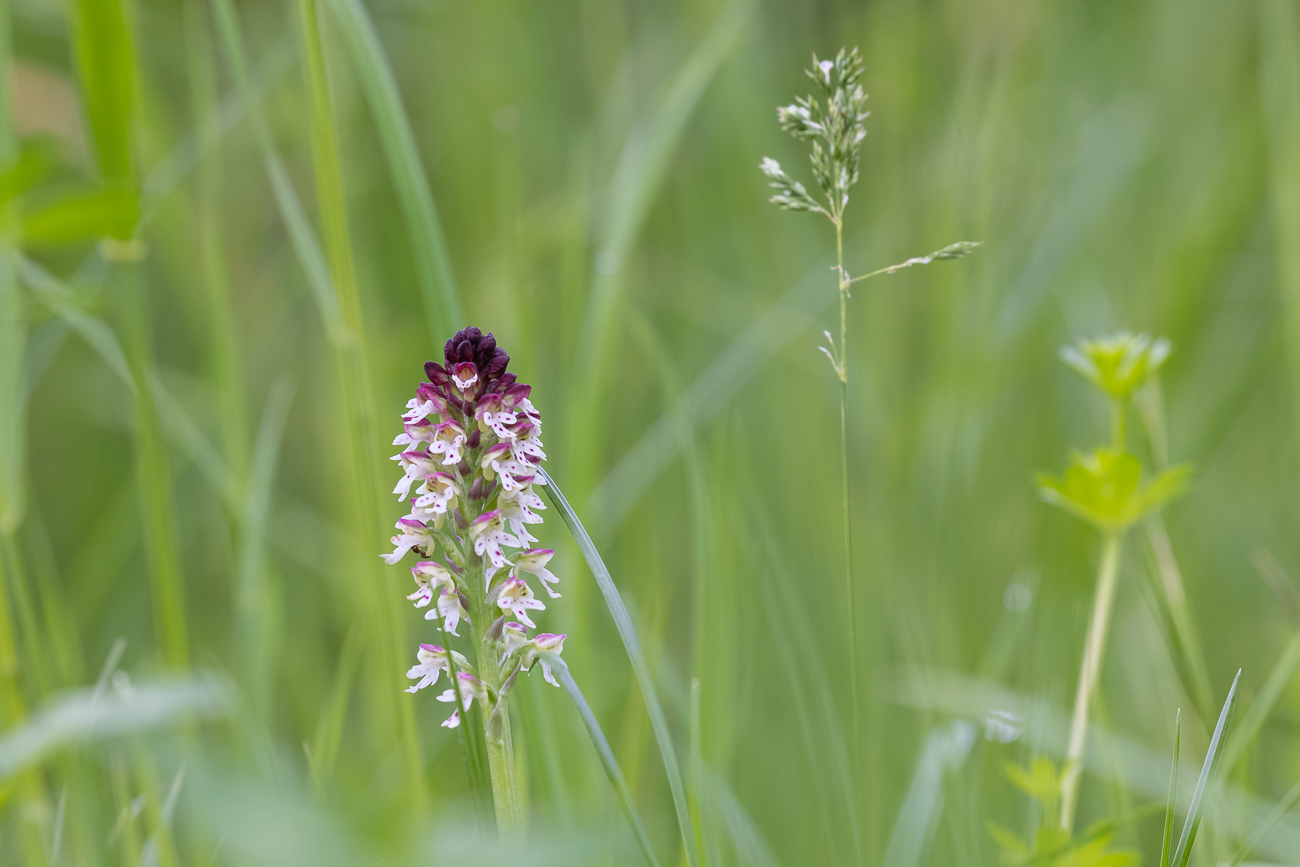 Brand-Knabenkraut [Neotinea ustulata] (Familie der Orchideengewächse)