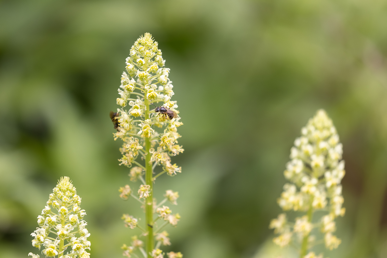 Gelbe Wau [Reseda lutea], auch Gelbe Rauke oder Gelbe Resede genannt