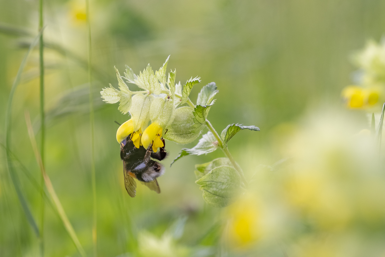 Gewöhnliche Goldnessel [Lamium galeobdolon] mit Hummelbesuch