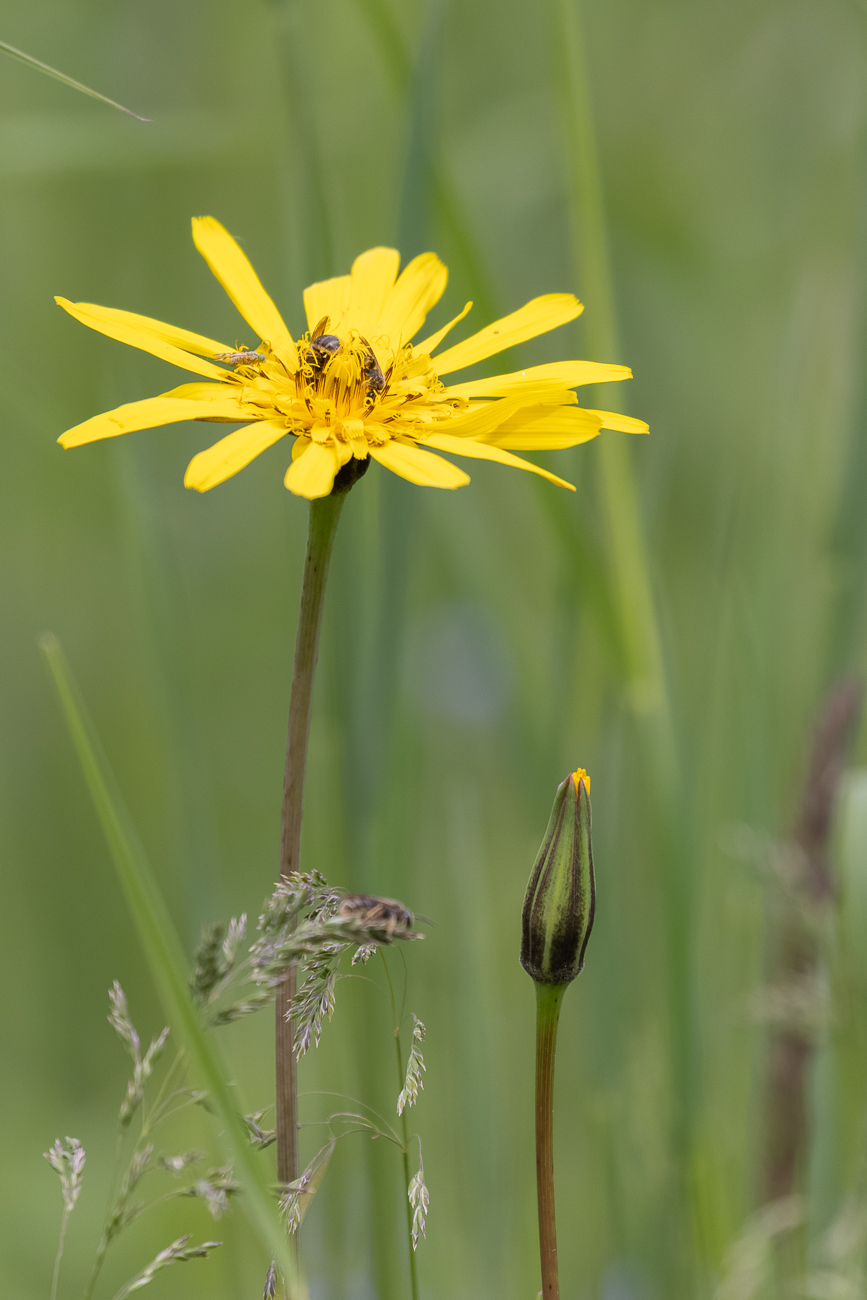 Wiesen-Bocksbart [Tragopogon pratensis]