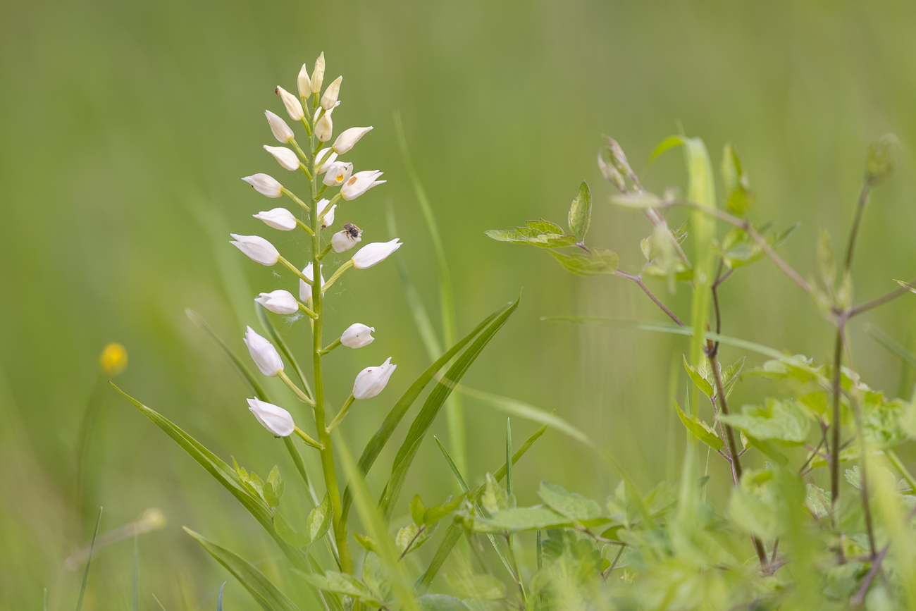Langblättriges Waldvöglein [Cephalanthera longifolia] auch Schwertblättriges Waldvöglein genannt (Familie der Orchideengewächse)