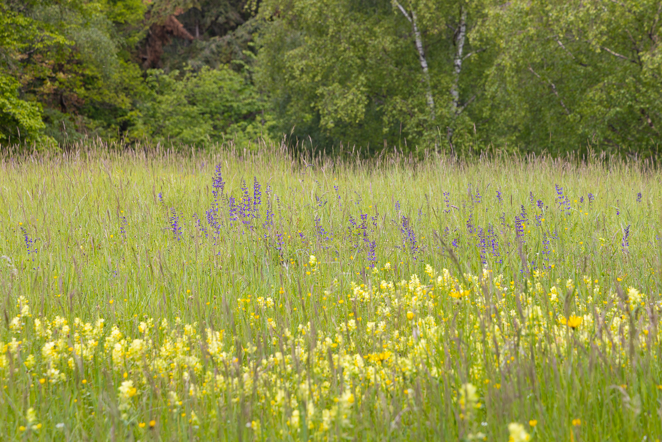 Wiesensalbei im Habitat