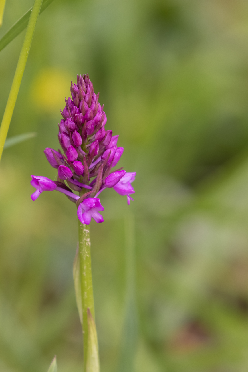 Pyramiden-Hundswurz [Anacamptis pyramidalis] (Familie der Orchideengewächse)
