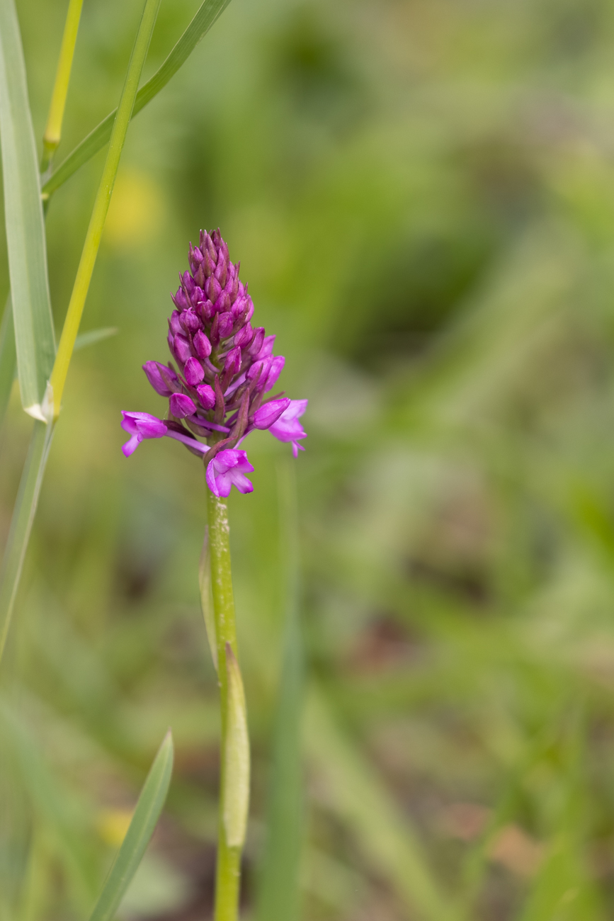 Pyramiden-Hundswurz [<em>Anacamptis pyramidalis</em>] (Familie der Orchideengewächse)